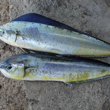 Mavi Akvaryum Pension Otel