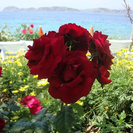 Otel Mavi Akvaryum Pension 3*